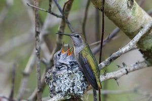 Pipeline Expansion on Hiatus | Birds Nest Protection