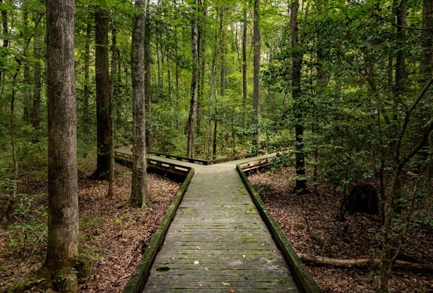 wooden boardwalk in dense forest