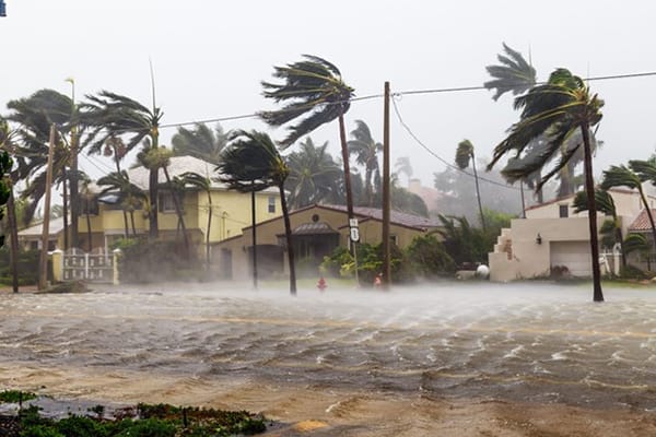 Tropical Hurricane Blows Palm Trees